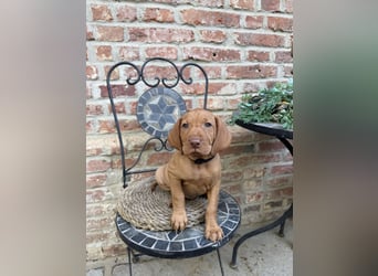 Magyar Vizsla Welpen 6.6.2026