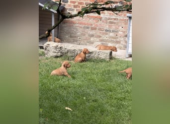 Magyar Vizsla Welpen 6.6.2026