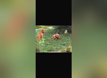 Magyar Vizsla Welpen 6.6.2026
