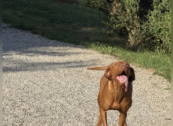 Magyar Vizsla Welpen 6.6.2026