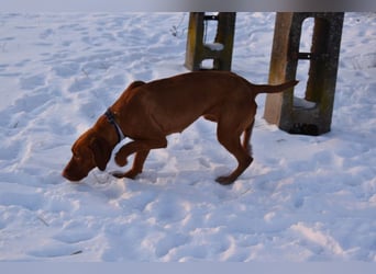 Jada - anhänglich und lebensfroh