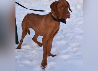 Jada - anhänglich und lebensfroh