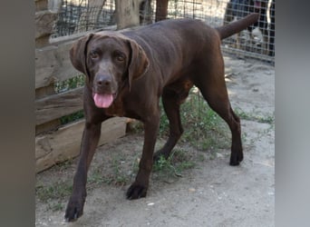 Togo - wo sind die Vizsla Liebhaber?