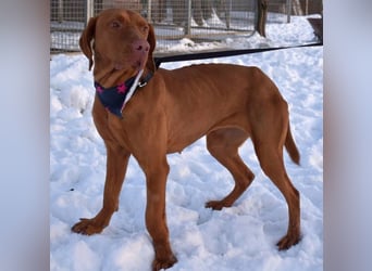 Jada - anhänglich und lebensfroh