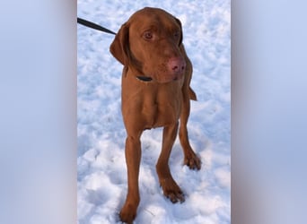 Jada - anhänglich und lebensfroh