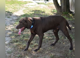Togo - wo sind die Vizsla Liebhaber?