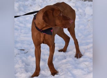 Jada - anhänglich und lebensfroh