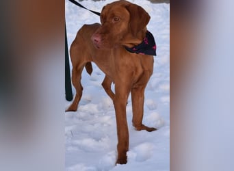 Jada - anhänglich und lebensfroh