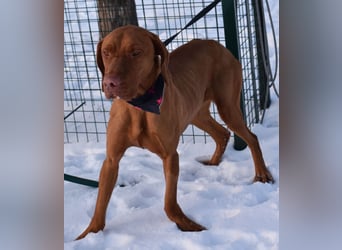 Jada - anhänglich und lebensfroh