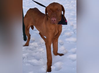 Jada - anhänglich und lebensfroh