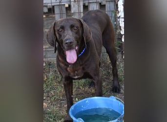Togo - wo sind die Vizsla Liebhaber?