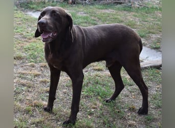 Togo - wo sind die Vizsla Liebhaber?