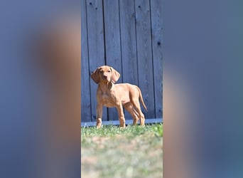 Magyar Vizsla Welpen 6.6.2026