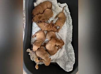 Magyar Vizsla Welpen 6.6.2026