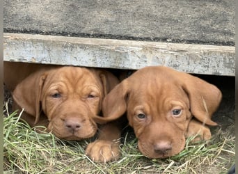 Magyar Vizsla Welpen 6.6.2026