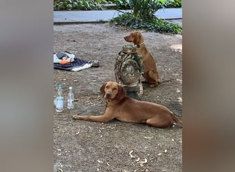 Magyar Vizsla Welpen 6.6.2026