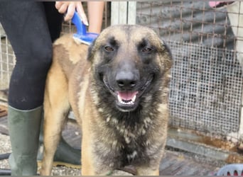 Agus- Sanfte Seele in Wolfoptik sucht eigenes Zuhause!