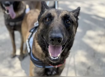 Agus- Sanfte Seele in Wolfoptik sucht eigenes Zuhause!