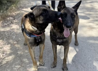 Agus- Sanfte Seele in Wolfoptik sucht eigenes Zuhause!