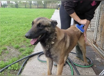 Agus- Sanfte Seele in Wolfoptik sucht eigenes Zuhause!