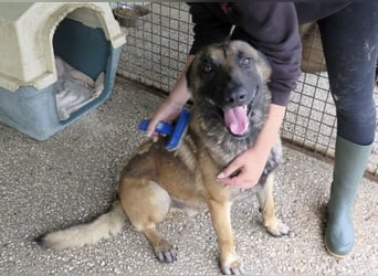 Agus- Sanfte Seele in Wolfoptik sucht eigenes Zuhause!