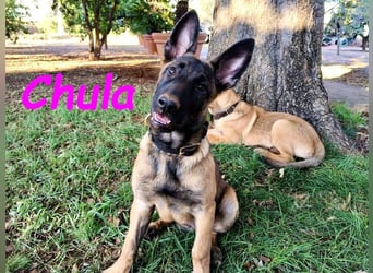 Chula geb. 04/2025 (ESP) - sportliche und aktive Malinois Welpin!