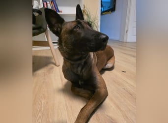 Malinois sucht ein neues zu Hause 