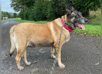 Freddy, Malinois, geb. 2016, Wachhund sucht Familienanschluß