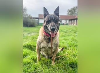 Freddy, Malinois, geb. 2016, Wachhund sucht Familienanschluß