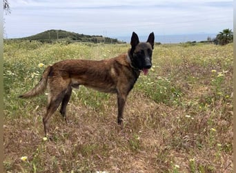 Malibu (Spanien) - ein sehr lieber und sanfter Rüde