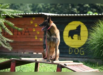 Yale - ehemaliger Spürhund