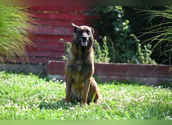 Yale - ehemaliger Spürhund