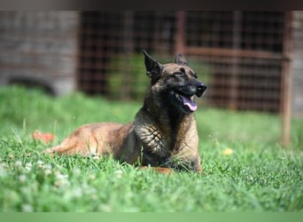 Yale - ehemaliger Spürhund