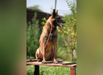 Yale - ehemaliger Spürhund