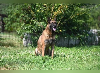 Yale - ehemaliger Spürhund