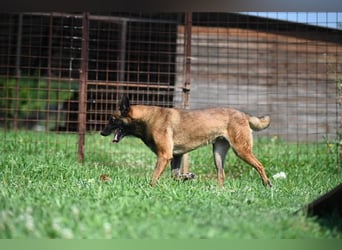 Yale - ehemaliger Spürhund