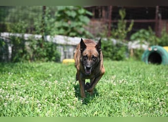 Yale - ehemaliger Spürhund