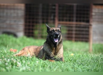 Yale - ehemaliger Spürhund