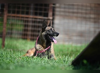 Yale - ehemaliger Spürhund