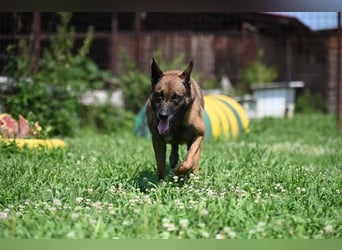Yale - ehemaliger Spürhund