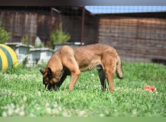 Yale - ehemaliger Spürhund