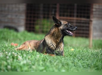 Yale - ehemaliger Spürhund
