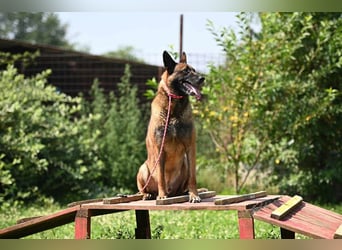 Yale - ehemaliger Spürhund