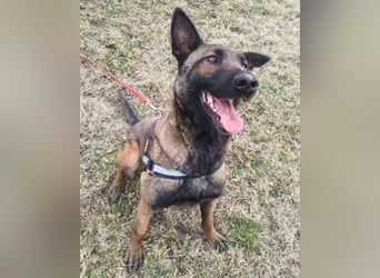 Malinois Brita ❤️ sucht aktive Familie