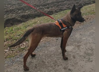 Malinois Brita ❤️ sucht aktive Familie
