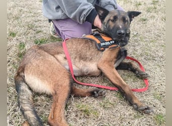 Malinois Brita ❤️ sucht aktive Familie