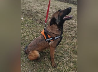 Malinois Brita ❤️ sucht aktive Familie