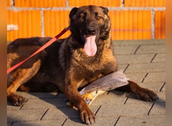 Malinois Brita ❤️ sucht aktive Familie