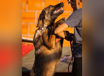 Malinois Brita ❤️ sucht aktive Familie