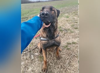 Malinois Brita ❤️ sucht aktive Familie